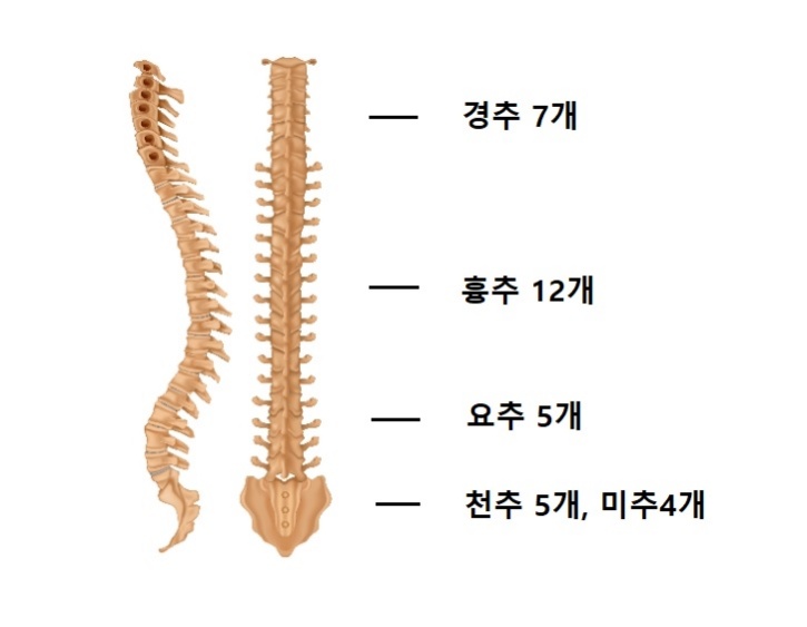 목디스크 척추의 구조