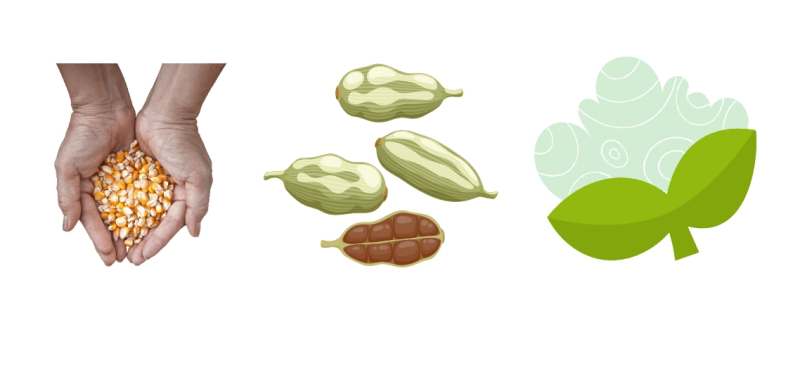 탄수화물 곡물 콩 야채